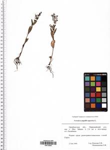 Veronica anagallis-aquatica L., Eastern Europe, Eastern region (E10) (Russia)