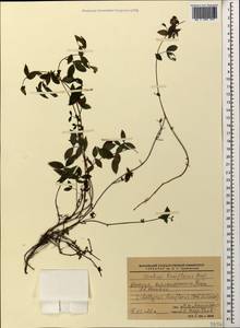 Lathyrus laxiflorus (Desf.) Kuntze, Caucasus, Abkhazia (K4a) (Abkhazia)