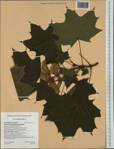 Acer platanoides L., Western Europe (EUR) (United Kingdom)