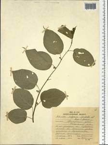 Actinidia polygama (Siebold & Zucc.) Maxim., Siberia, Russian Far East (S6) (Russia)