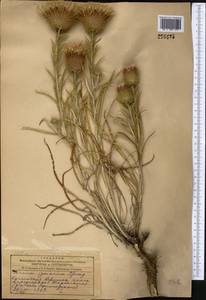 Ancathia igniaria (Spreng.) DC., Middle Asia, Dzungarian Alatau & Tarbagatai (M5) (Kazakhstan)