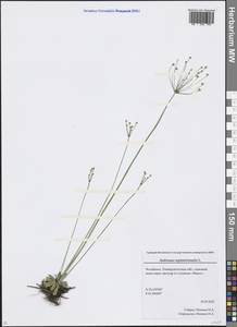 Androsace septentrionalis L., Eastern Europe, Eastern region (E10) (Russia)