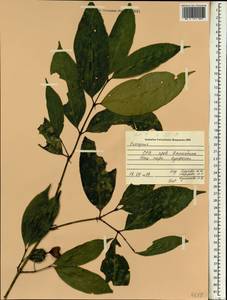 Euonymus, South Asia, South Asia (Asia outside ex-Soviet states and Mongolia) (ASIA) (Vietnam)