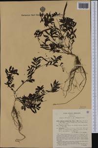 Lathyrus niger subsp. jordanii (Ten.)Arcang., Western Europe (EUR) (Italy)