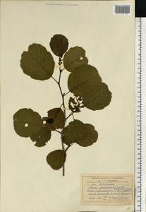 Alnus glutinosa (L.) Gaertn., Eastern Europe, Central region (E4) (Russia)