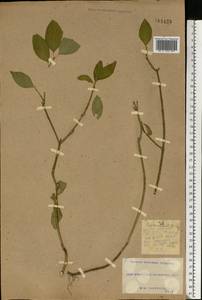 Euonymus europaeus L., Eastern Europe, South Ukrainian region (E12) (Ukraine)