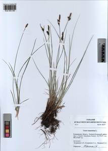 KUZ 002 380, Carex tomentosa L., Siberia, Altai & Sayany Mountains (S2) (Russia)