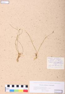 Gagea serotina (L.) Ker Gawl., Siberia, Altai & Sayany Mountains (S2) (Russia)