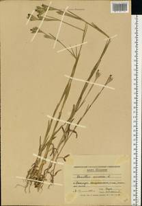 Dianthus armeria L., Eastern Europe, Moldova (E13a) (Moldova)