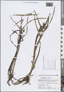 Sparganium glomeratum (Laest. ex Beurl.) Beurl., Siberia, Baikal & Transbaikal region (S4) (Russia)