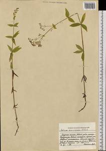 Galium amurense Pobed., Siberia, Russian Far East (S6) (Russia)