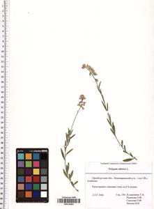 Polygala sibirica L., Eastern Europe, Eastern region (E10) (Russia)