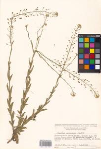 Camelina microcarpa Andrz. ex DC., Eastern Europe, Moscow region (E4a) (Russia)