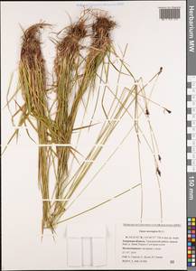 Carex norvegica Retz., Siberia, Russian Far East (S6) (Russia)