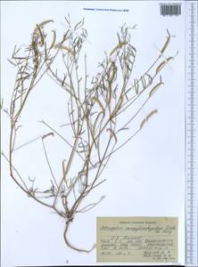 Astragalus campylorhynchus Fischer & C. A. Meyer, Middle Asia, Pamir & Pamiro-Alai (M2) (Tajikistan)
