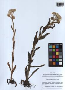 Tephroseris palustris (L.) Fourr., Siberia, Altai & Sayany Mountains (S2) (Russia)