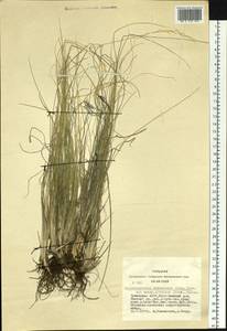 Helictotrichon desertorum (Less.) Pilg., Siberia, Altai & Sayany Mountains (S2) (Russia)