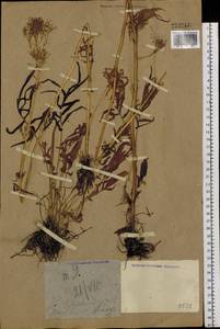 Valeriana, Siberia, Western Siberia (S1) (Russia)