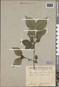 Lonicera chrysantha Turcz., Siberia, Russian Far East (S6) (Russia)