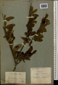 Ligustrum vulgare L., Caucasus, Azerbaijan (K6) (Azerbaijan)
