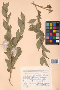 Salix pseudopentandra (Flod.) Flod., Mongolia (MONG) (Mongolia)