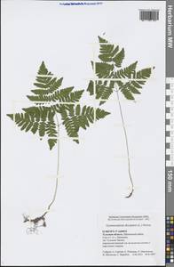 Gymnocarpium dryopteris (L.) Newman, Eastern Europe, Central region (E4) (Russia)