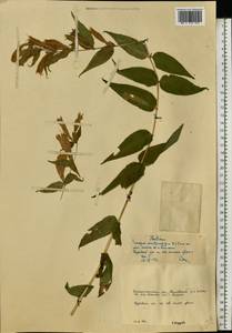 Gentiana asclepiadea L., Eastern Europe, West Ukrainian region (E13) (Ukraine)
