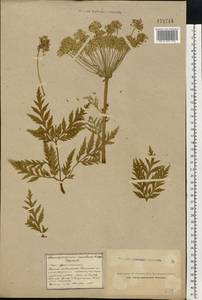 Pleurospermum uralense Hoffm., Eastern Europe, Northern region (E1) (Russia)