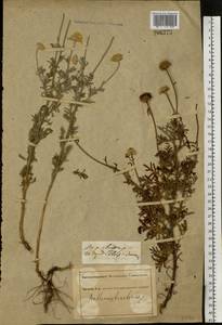 Cota tinctoria subsp. tinctoria, Eastern Europe, South Ukrainian region (E12) (Ukraine)