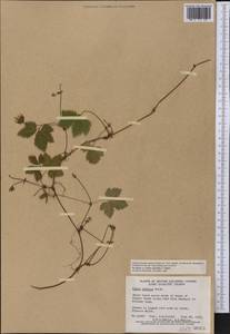 Rubus pedatus Sm., America (AMER) (Canada)