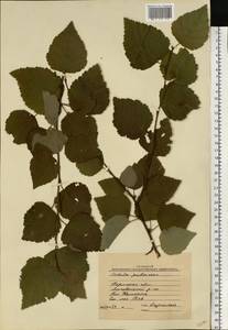 Betula pubescens Ehrh., Eastern Europe, Eastern region (E10) (Russia)