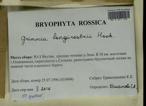 Grimmia longirostris Hook., Bryophytes, Bryophytes - Yakutia (B19) (Russia)