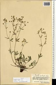 Potentilla virgata Lehm., Mongolia (MONG) (Mongolia)
