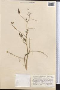 Astragalus vicarius Lipsky, Middle Asia, Karakum (M6) (Turkmenistan)