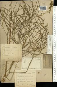 Sisymbrium altissimum L., Eastern Europe, Central forest-and-steppe region (E6) (Russia)
