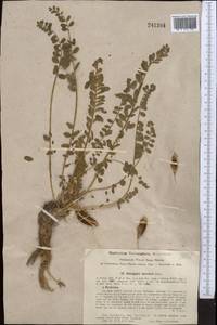 Astragalus macronyx Bunge, Middle Asia, Syr-Darian deserts & Kyzylkum (M7) (Uzbekistan)