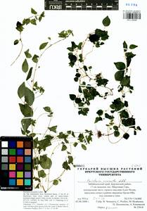 Parietaria micrantha Ledeb., Siberia, Baikal & Transbaikal region (S4) (Russia)