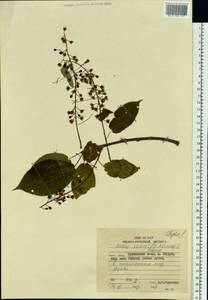 Prunus ssiori F. Schmidt, Siberia, Russian Far East (S6) (Russia)