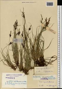 Carex nigra (L.) Reichard, Eastern Europe, Estonia (E2c) (Estonia)