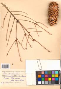 Picea abies (L.) H. Karst., Eastern Europe, Western region (E3) (Russia)