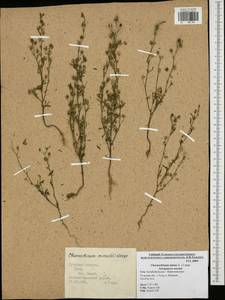 Chaenorhinum minus, Eastern Europe, Central region (E4) (Russia)