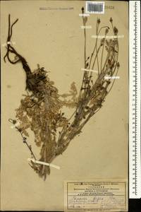 Papaver armeniacum subsp. armeniacum, Caucasus, Azerbaijan (K6) (Azerbaijan)