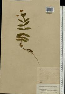 Epilobium hirsutum L., Eastern Europe, Central forest region (E5) (Russia)