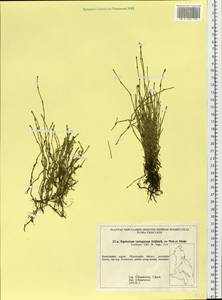 Equisetum variegatum Schleich., Siberia, Chukotka & Kamchatka (S7) (Russia)