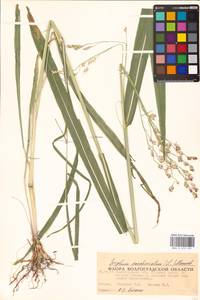Sorghum bicolor (L.) Moench, Eastern Europe, Lower Volga region (E9) (Russia)
