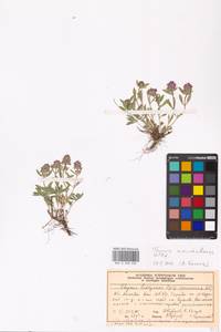 Thymus pannonicus All., Eastern Europe, Moscow region (E4a) (Russia)