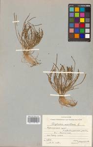 Triglochin maritima L., Siberia, Russian Far East (S6) (Russia)