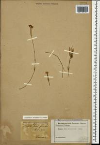 Dianthus orientalis, Caucasus (no precise locality) (K0)