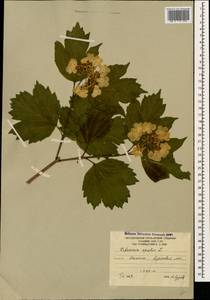 Viburnum opulus L., Caucasus, South Ossetia (K4b) (South Ossetia)