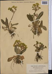 Primula × polyantha Mill., Western Europe (EUR) (Austria)